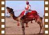 Camel festival